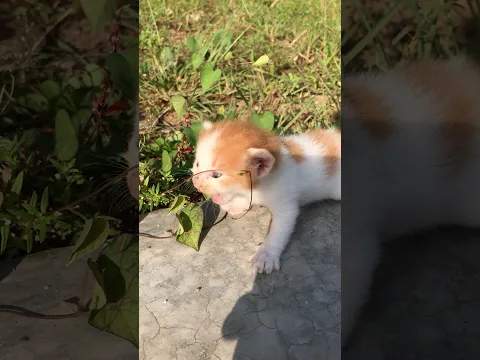 suara kucing ASLI