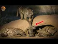 Lagu Wild Serengeti – Baboon vs Hyena: When the Hunter Becomes the Prey | Nature Animal Documentary