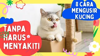 8 cara mengusir kucing liar tanpa harus menyakiti aman dan mudah