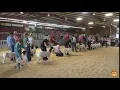 American Dorper Sheep Breeders Society Live Stream