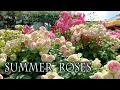 Download Lagu Mawar Musim Panas di Keisei Rose Garden 2022.#京成バラ園   #4k  #rose