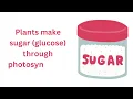 What is photosynthesis and why do plants do it?  (GCSE level)