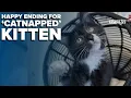 Ohio kitten up for adoption found miles away from shelter after being stolen and dumped