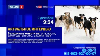 «Актуальное интервью» — бездомные животные: опасности, законодательство, защита прав