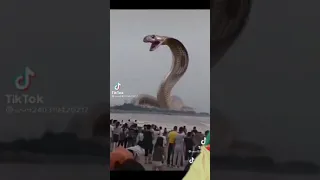 اكبر ثعبان على العالم 