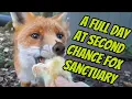 What a brilliant day at Second Chance Fox Sanctuary 🦊❤️ #fox #wildlife #cute #fyp #viralvideo 