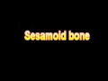 What Is The Definition Of Sesamoid bone Medical School Terminology Dictionary