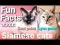 Siamese cats 101 Top 10 Siamese cats facts - Fun facts about Siamese cats Lynx point Siamese cat