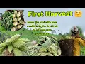 Download Lagu Finally  Hard Work Is Paying Off // Veggies First Harvest 🌽🌽🥒🥒//Naga Jhum field