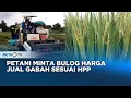 Download Lagu Harga Gabah Masih Fluktuatif, Belum Sesuai Harga Pembelian Pemerintah