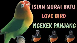 Download SUARA NGEKEK KASAR LOVE BIRD !! COCOK UNTUK MASTERAN MURAI BATU LOMBA MP3