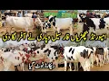 Today Malumor Mandi Latest Update Heifers For Sale In Punjab Cow Mandi 2026