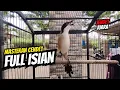 Download Lagu Masteran Cendet Full Isian Lengkap | Masteran Pentet Full Isian | Masteran Toed Full Isian