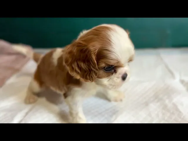 動画