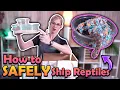 How to Ship Reptiles New Version
