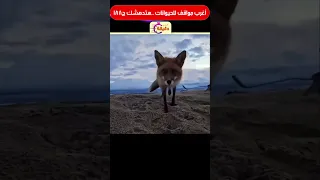 أغرب مواقف للحيوانات هتدهشك ج188 