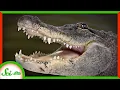 The Secret of Regeneration in Alligators