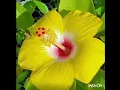 Download Lagu Hazrat Shaikh Al Minshawi Surah At tin