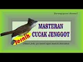 Download Lagu MASTERAN JERNIH CUCAK JENGGOT JEDA TIAP MENIT