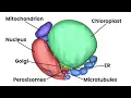 Structure and function of the mitochondrion