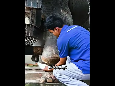 بعد أن فقد ساقه… هذا الفيل عاد للمشي مرة أخرى 🐘💔🦿