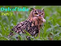 Download Lagu Owls of India: Indian Native Owls and Their Sounds. Part 2