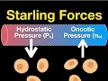 Starling Forces Hydrostatic vs Oncotic Pressures and Edema