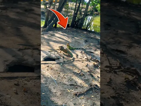 Encontramos un dinosaurio gigante