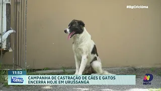 Urussanga encerra hoje campanha de castração de cães e gatos; veja o cadastro