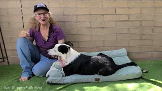 Unboxing Reviewing the Comfy EHEYCIGA Dog Bed - Perfect for Your Furry Friends