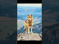 Download Lagu Wolves Change Rivers - Truly Amazing!  #facts #factshorts #wolf  #animalcuriosities