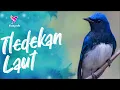 Download Lagu Suara Burung Tledekan Laut Gacor | Tledekan laut Suara Sulingan Laut Gacor Ngeplong