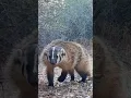 Most Ferocious Animal On Earth American Badger