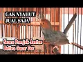 Download Lagu Gak Nyahut Jual Saja..!! Pancingan Prenjak Jantan Betina Ampuh