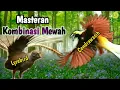 Download Lagu Audio Kombinasi Lyrebird \u0026 Cendrawsih || Masteran Istimewah . . .