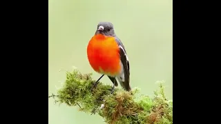 طائر أبو الحناء المغرد 