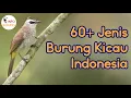 Download Lagu 60+ Jenis Burung Kicau Indonesia