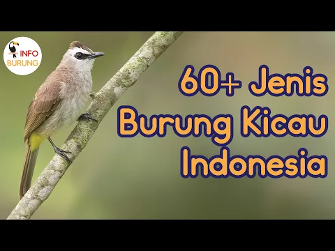 Download MP3 60+ Jenis Burung Kicau Indonesia