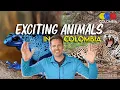 Most Exotic Animals in Colombia Wildlife Guide