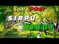 Download Lagu SUARA PIKAT BURUNG SIRPU 🔴 MP3 Sirpu Ribut Terbaru