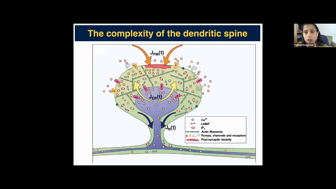 Brandeis Math Bio Seminar - Padmini Rangamani (UCSD)