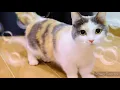 Download Lagu Suara Anjing Dan Kucing