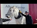 A well-fitting horse collar spreads the load evenly across the shoulder