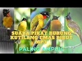 Download Lagu Suara pikat burung Kutilang emas ribut MP3 burung dijamin datang, Anti zonk.