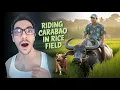 Download Lagu What Happens When You Ride a Carabau Through a Philippine Rice Field?