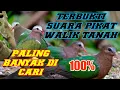 Download Lagu 🔴SUARA BURUNG PUNAI TANAH | WALIK TANAH TERAMPUH DALAM SEJARAH