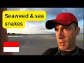 Download Lagu Zonsondergangen, zeewier, zeeslangen op Jeneponto Beach, Indonesië
