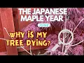 Japanese Maples Why is my tree dying what can I do