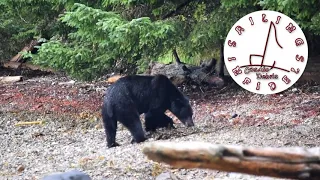 Real Time Vidlet One – Monsieur Hebert