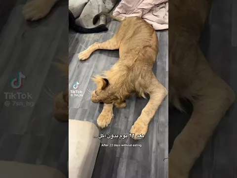 (Part 3 ) لحظة انقاذ الاسد هجام✨🦁rescue of the lion , finally